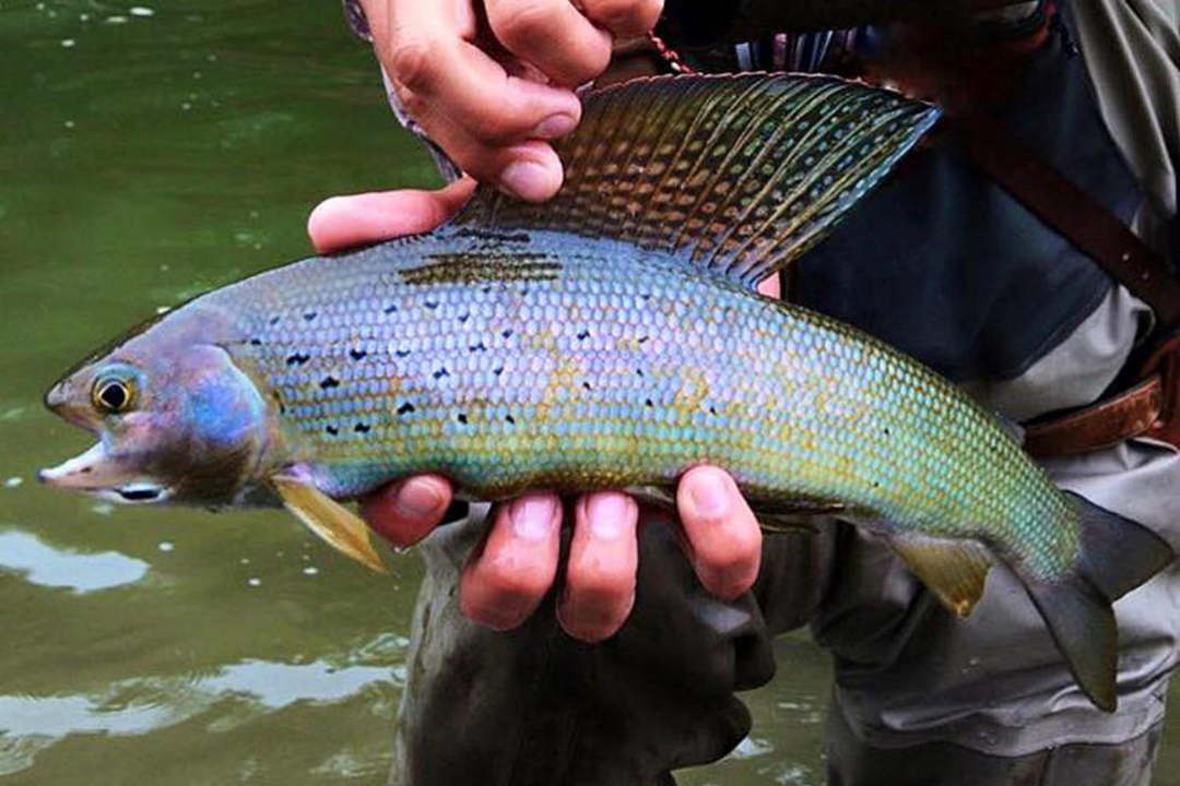 Winter Grayling